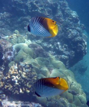 Threadfin Butterflyfish